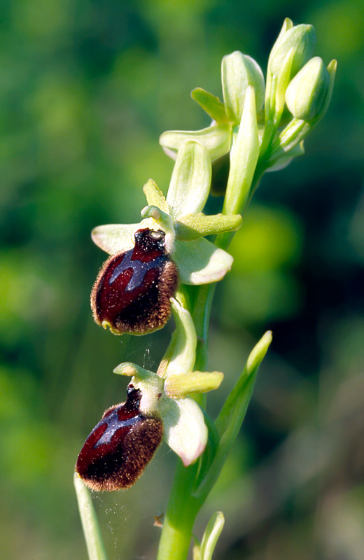 Orchidee di Taranto